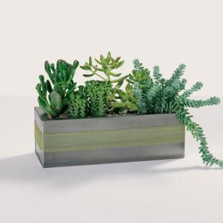 Plants/Dish Gardens